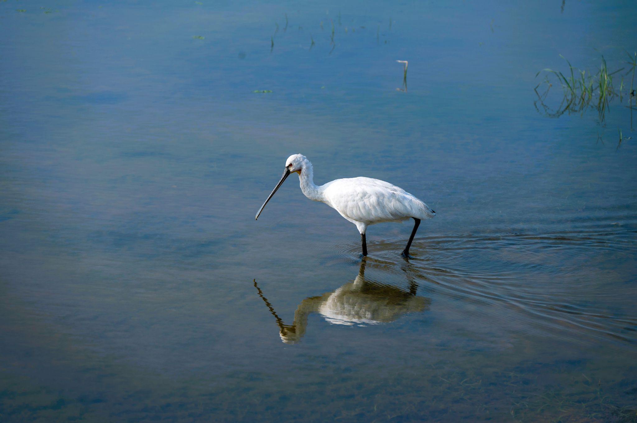 Löffelreiher Spoonbill (Platalea leucorodia)